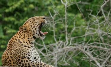 Yala Safari Tour